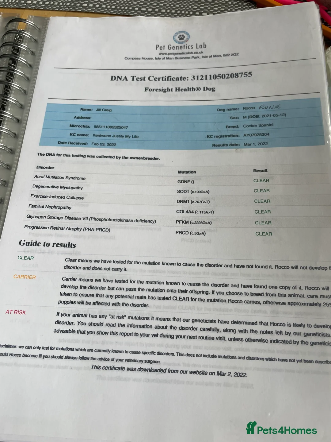 Cocker Spaniel dogs for sale: Stunning KC registered Cocker Spaniel Pups - Advert 14