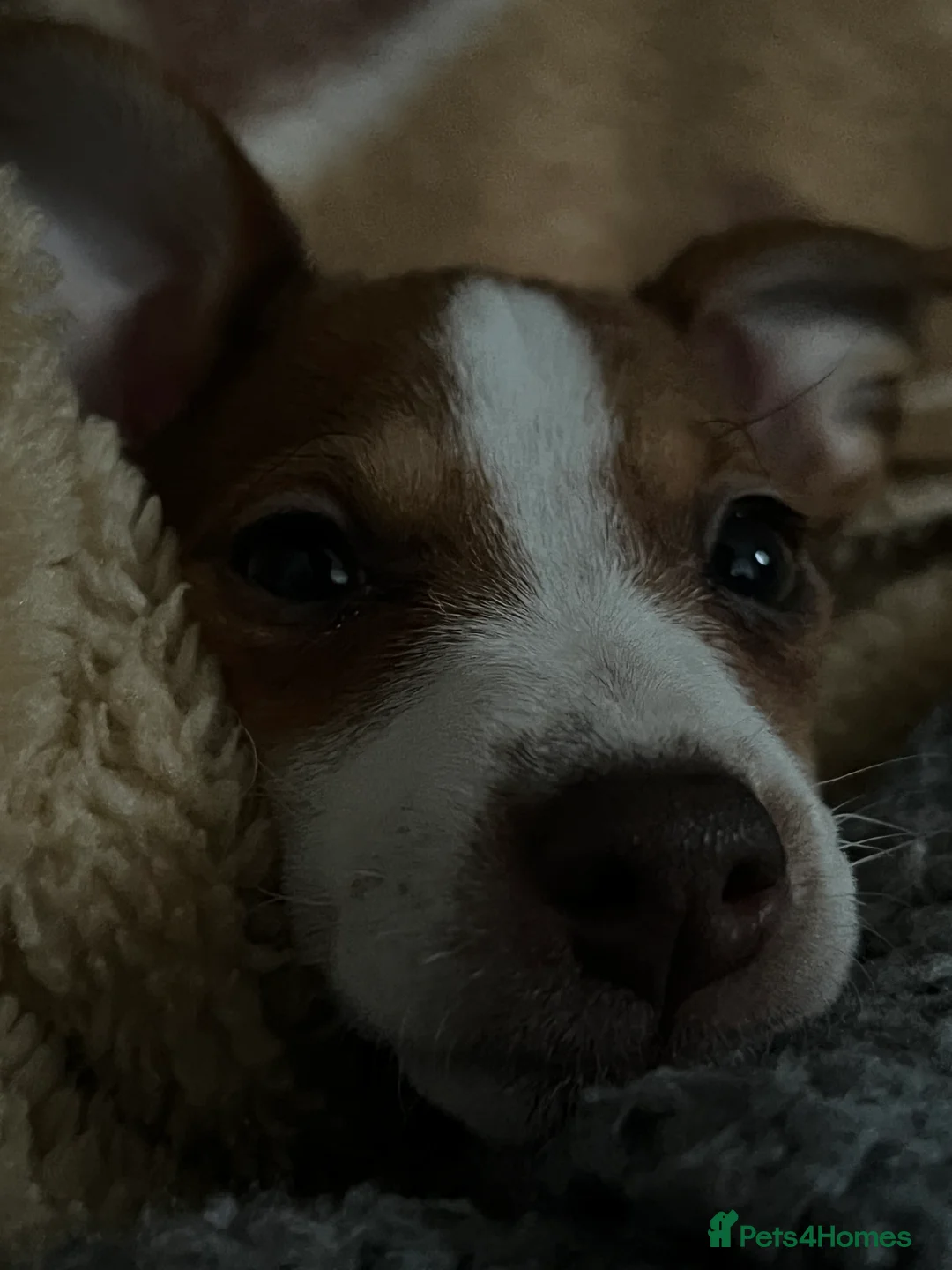 Jack Russell dogs for sale: Stunning Miniature Jack Russell Puppies!!! - Advert 14