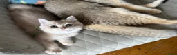 British Shorthair cats for sale: READY TO GO British Shorthair Golden Kittens  - Advert 26