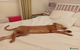 Mixed Breed dogs for sale: Gorgeous 1yr old male Cross - Advert 12