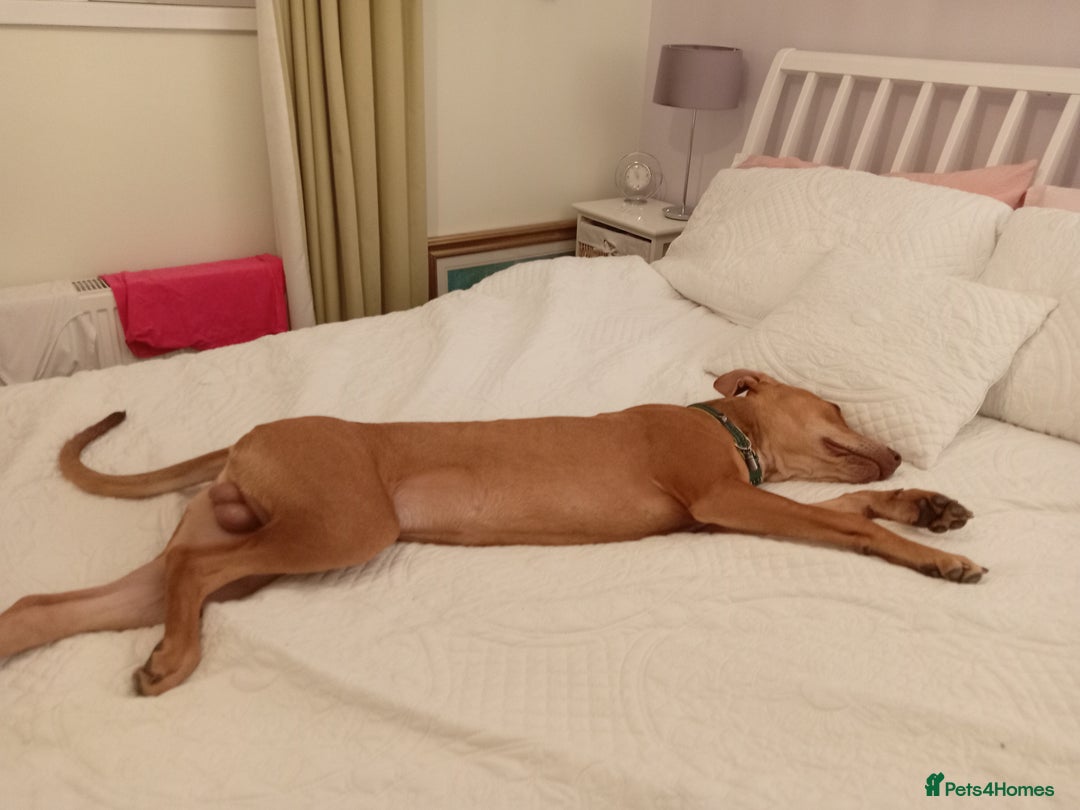 Mixed Breed dogs for sale: Gorgeous 1yr old male Cross - Advert 12