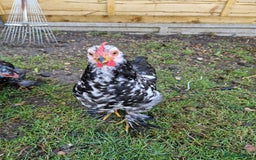 Chickens poultry for sale: Cockerel for rehoming - Image 4