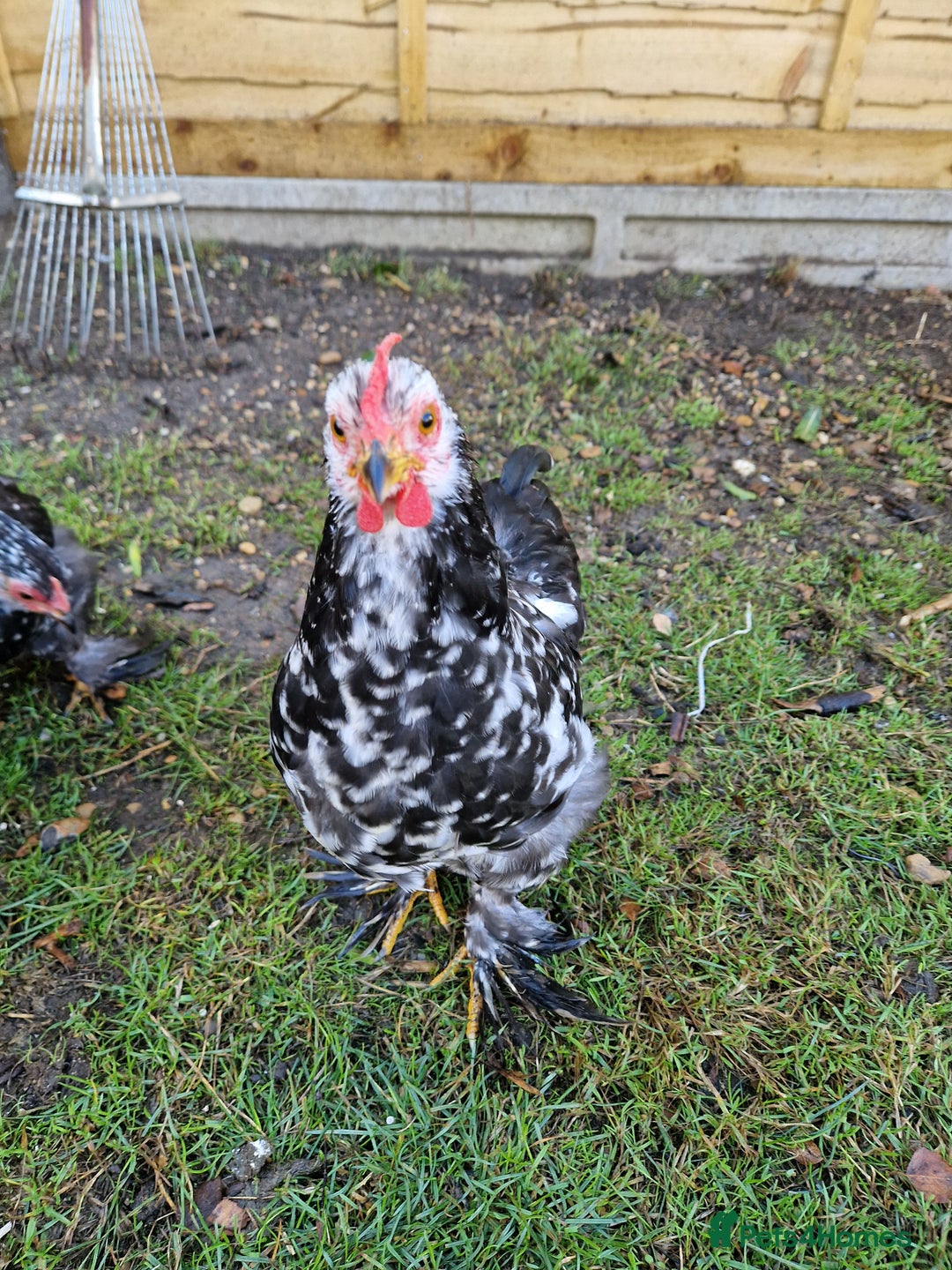 Chickens poultry for sale: Cockerel for rehoming - Image 4
