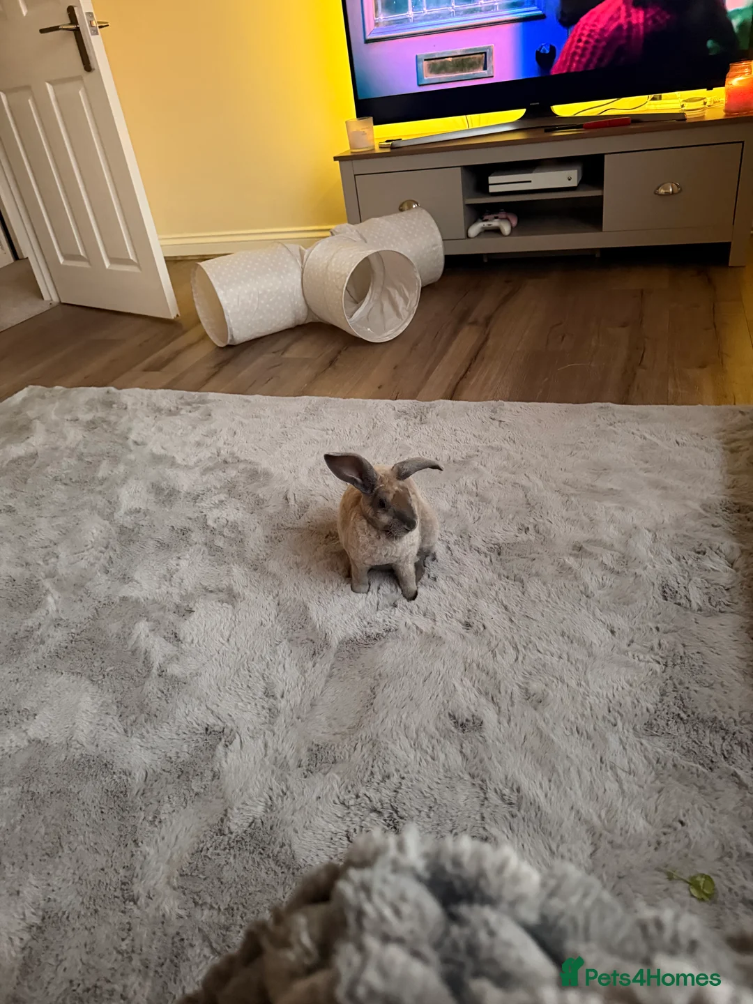 Mixed Breed rabbits for sale: Rabbit to go to good home in Plymouth - Advert 1