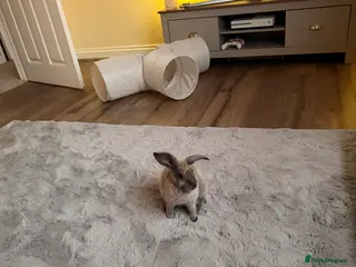 Mixed Breed rabbits Rabbit to go to good home - Advert 1