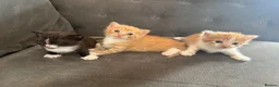 Mixed Breed cats for sale: Three beautiful fuffy little kitties girls - Advert 2
