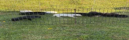 Labrador Retriever dogs for sale: KC REG black labradors  - Advert 5