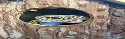 Leopard Gecko reptiles for sale: 2 Female Leopard Geckos + Full Setup  in Southampton - Advert 6