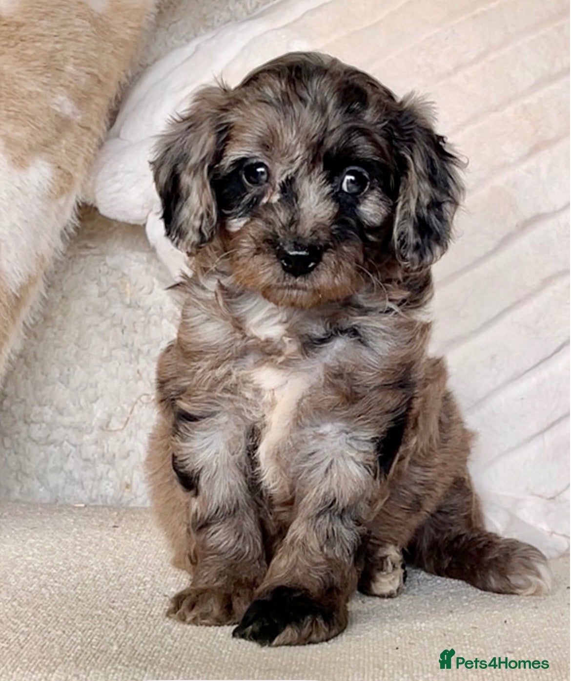 Cockapoo dogs Beautiful Cockapoo puppies  - Advert 2