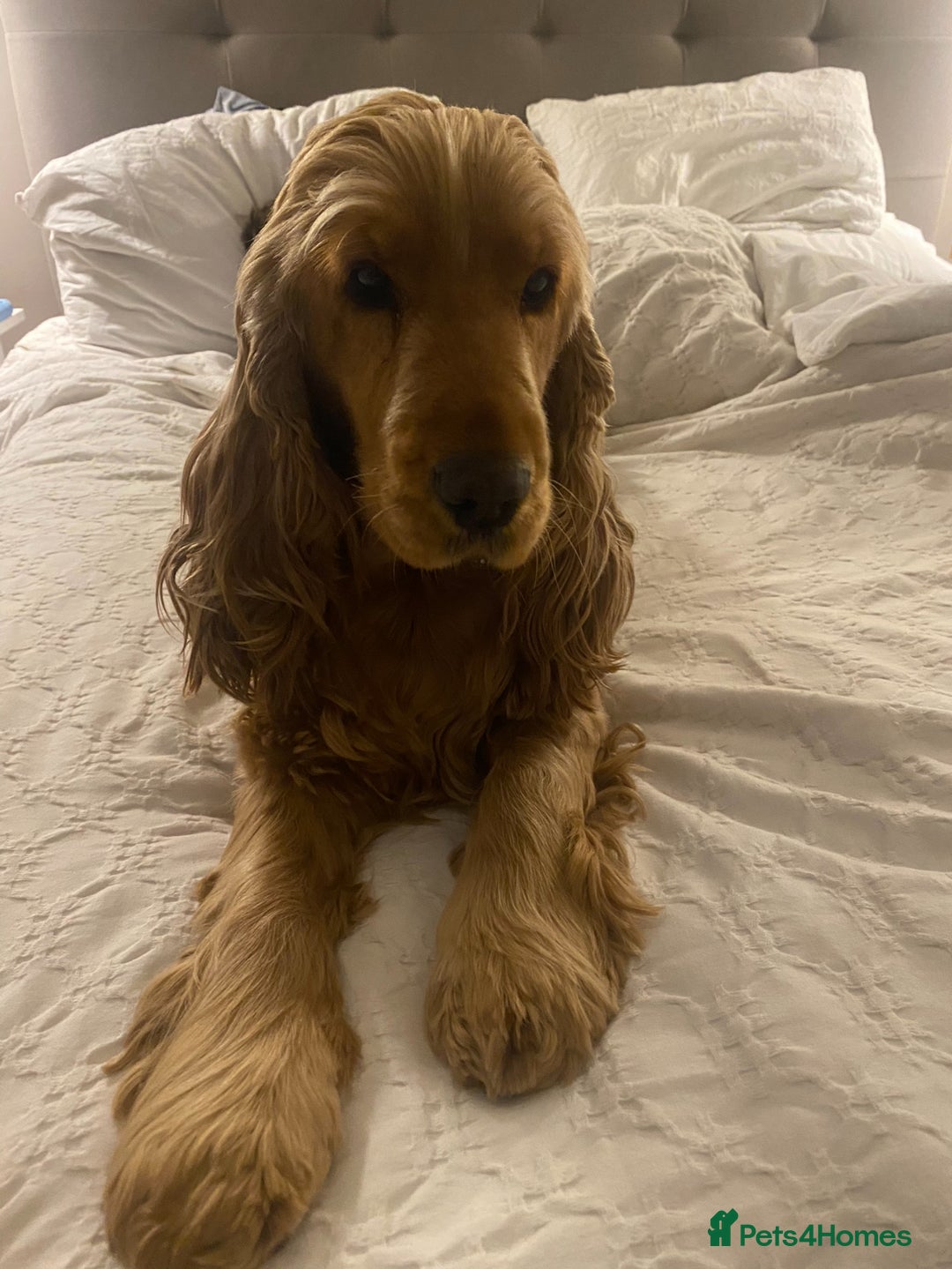 Cocker Spaniel dogs for sale: Show type cocker spaniels  - Advert 2