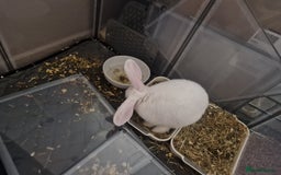 New Zealand rabbits for sale: New Zealand white rabbit  - Image 8