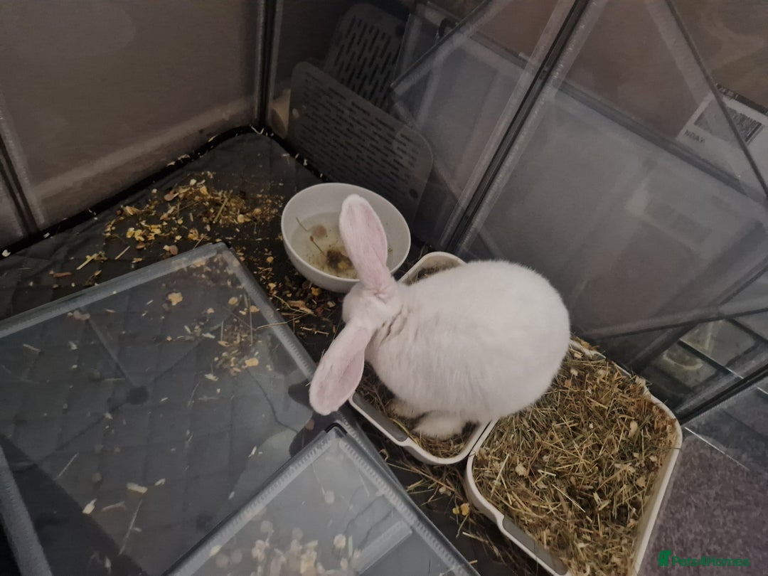 New Zealand rabbits for sale: New Zealand white rabbit  - Image 8