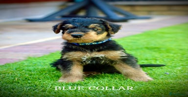 Airedale Terrier dogs - Advert 7