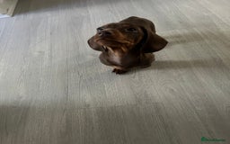 Dachshund dogs for sale: Mini dashund - Advert 1