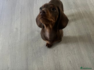 Dachshund dogs for sale: Mini dashund - Advert 1