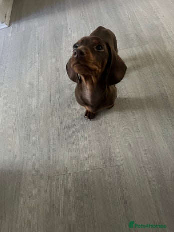 Dachshund dogs Mini dashund - Advert 3