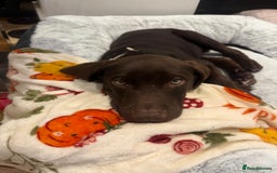 Mixed Breed dogs for sale: Mixed breed lab x Doberman - Image 1