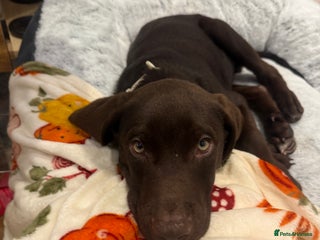 Mixed Breed dogs - Advert 11