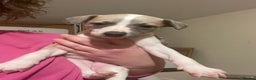 Whippet dogs for sale: Top quality whippet girl pups  - Advert 9