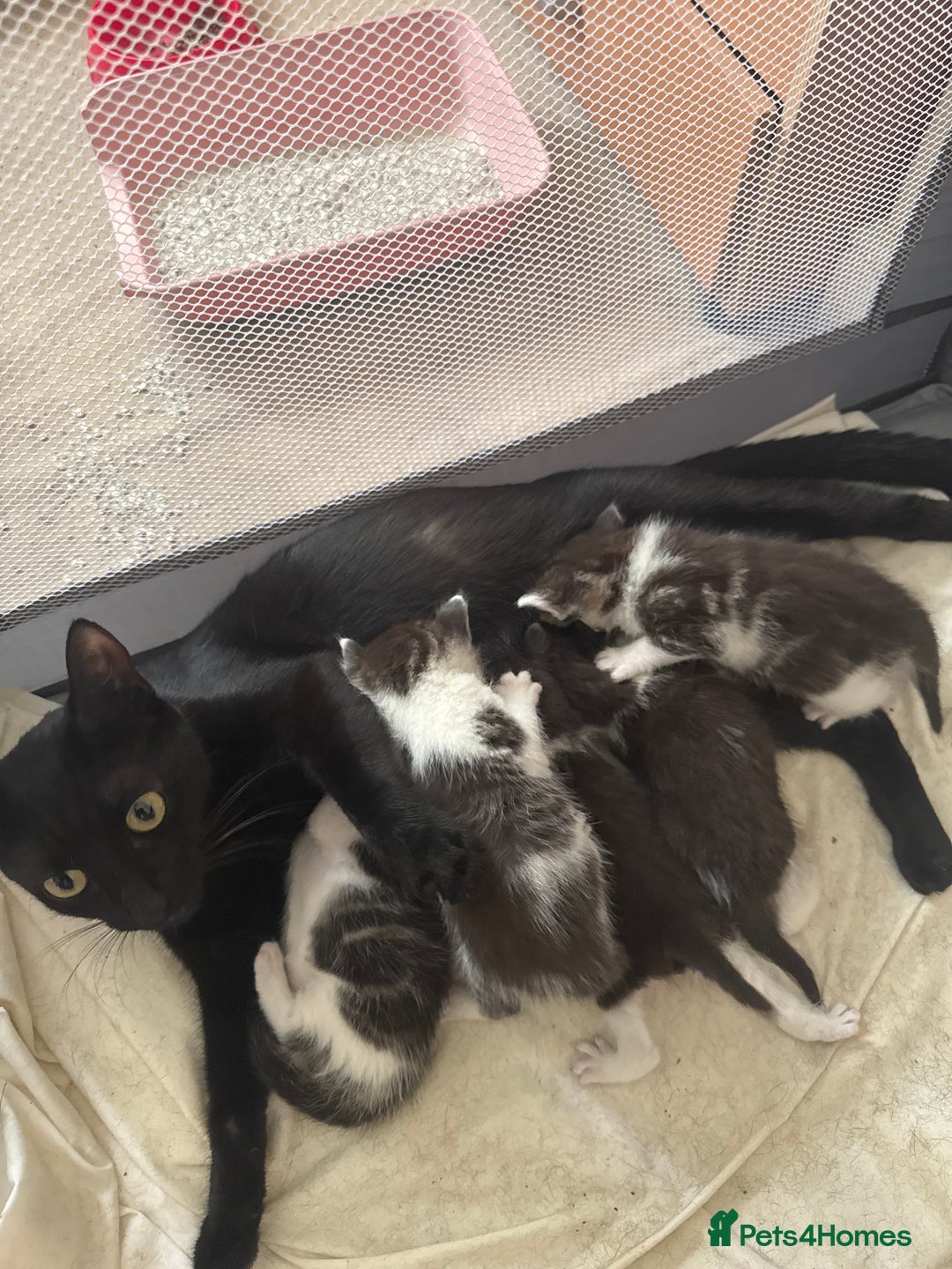 British Shorthair cats for sale: 5 gorgeous kittens - Image 1