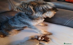 Miniature Schnauzer dogs for sale: Beautiful miniature schnauzer bitch. - Image 3