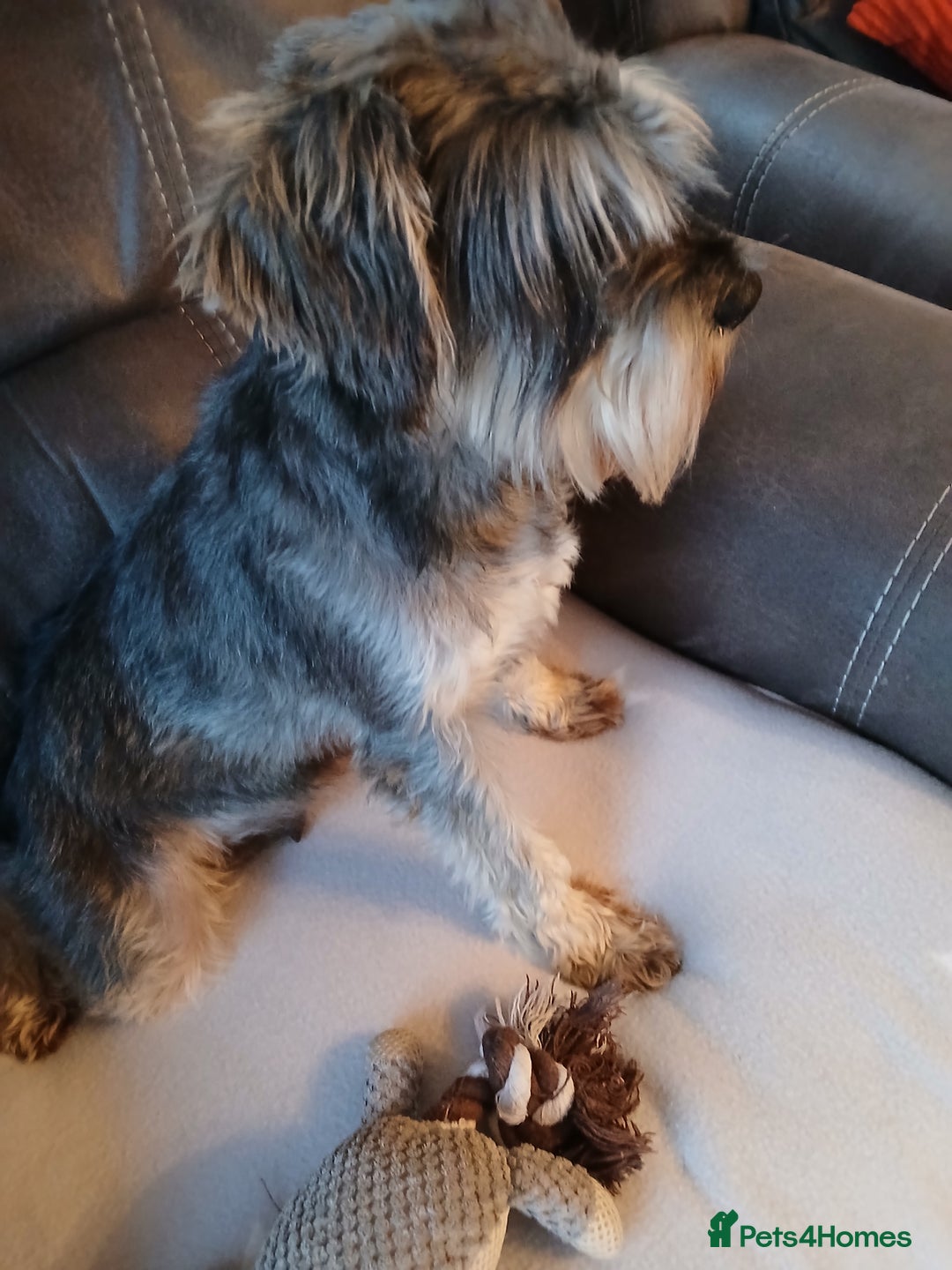 Miniature Schnauzer dogs for sale: Beautiful miniature schnauzer bitch. - Image 3
