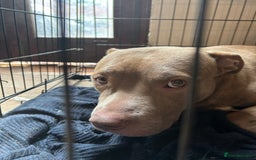 Mixed Breed dogs for sale: Dog Looking to be rehomed - Image 5