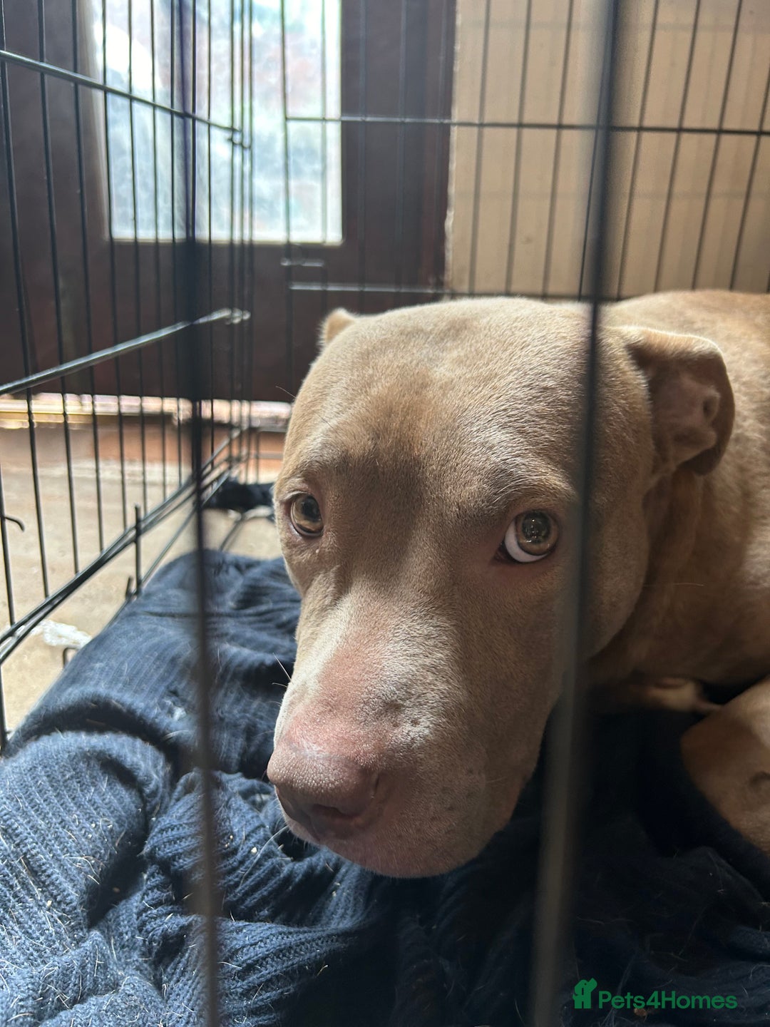 Mixed Breed dogs for sale: Dog Looking to be rehomed - Image 5