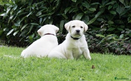 Labrador Retriever dogs for sale: KC Registered Chunky Show Type Puppies. - Image 3