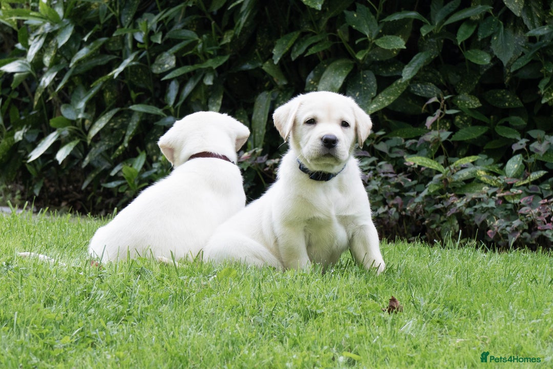 Labrador Retriever dogs for sale: KC Registered Chunky Show Type Puppies. - Image 3