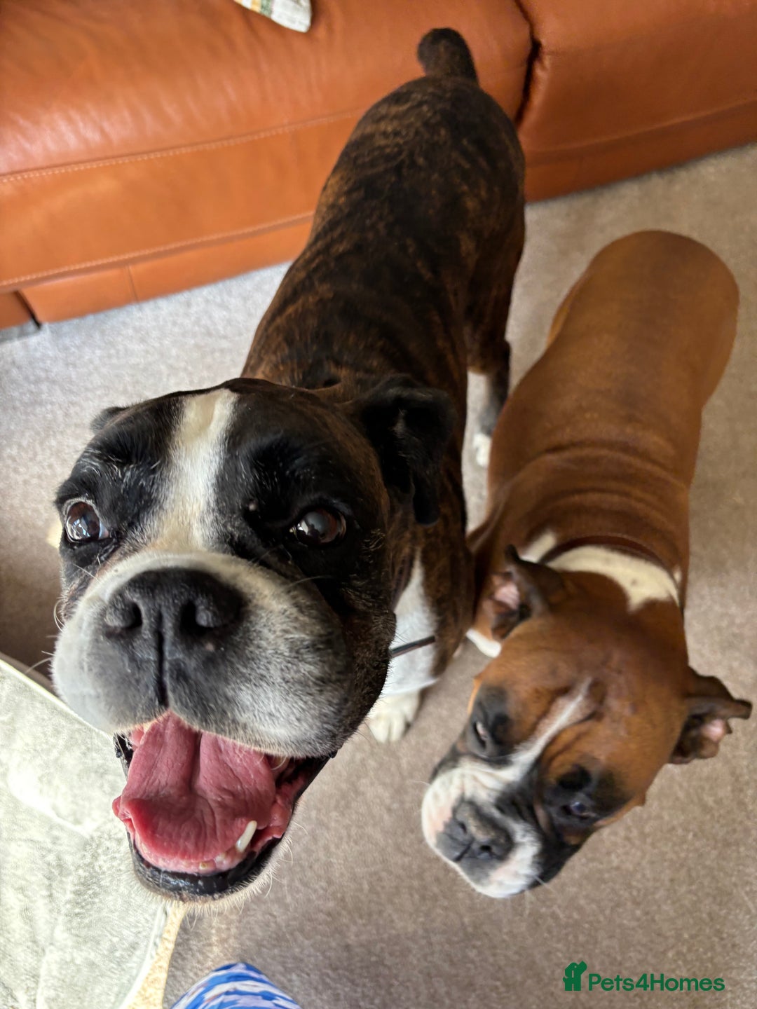 Boxer dogs for sale: Our Beautiful Boxer Dog Roxy is available - Advert 2