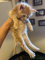 Maine Coon cats - Advert 8