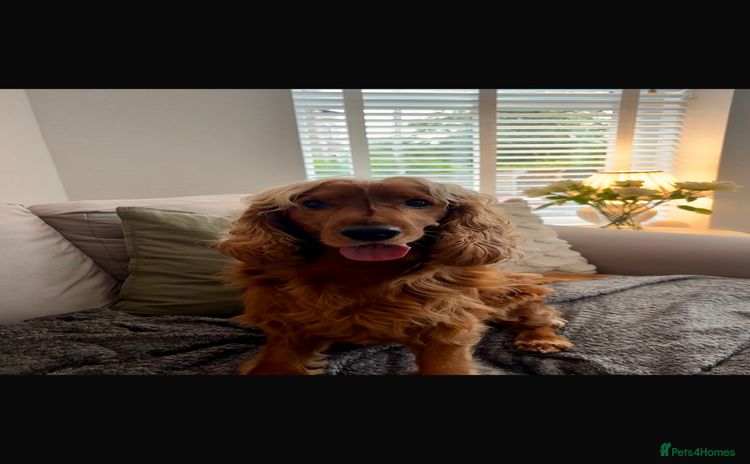Cocker Spaniel dogs - Advert 1