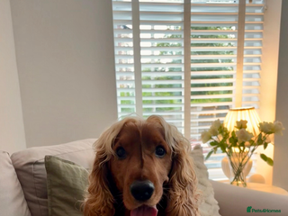 Cocker Spaniel dogs - Advert 18