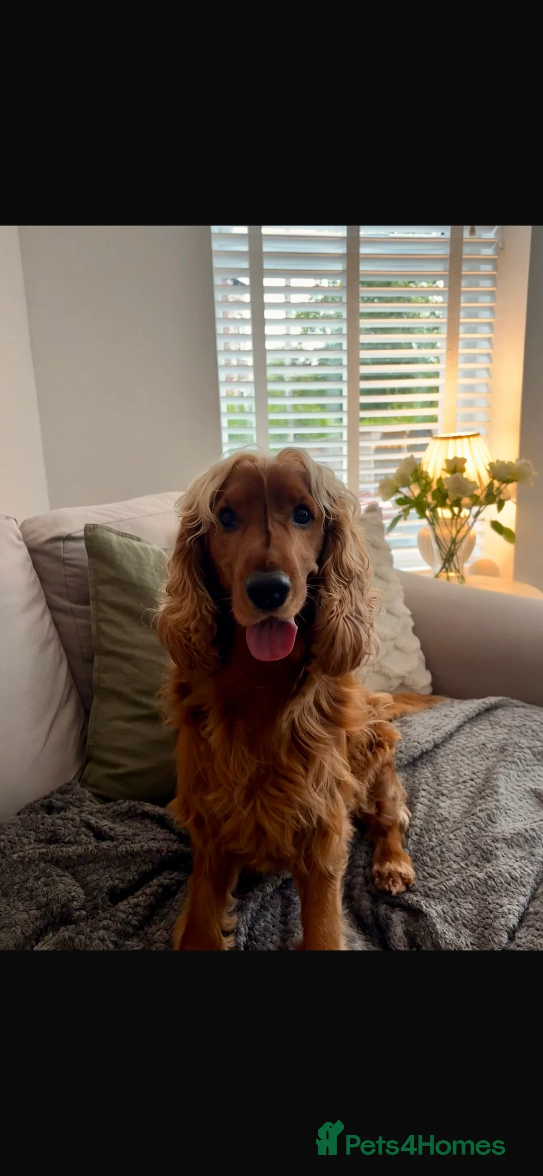 Cocker Spaniel dogs for stud: STUD show cocker spaniel red/ golden - Advert 1