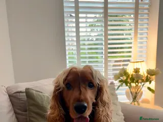 Cocker Spaniel dogs STUD show cocker spaniel red/ golden - Advert 1