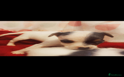 Jack Russell dogs for sale: Jack Russells  - Image 4