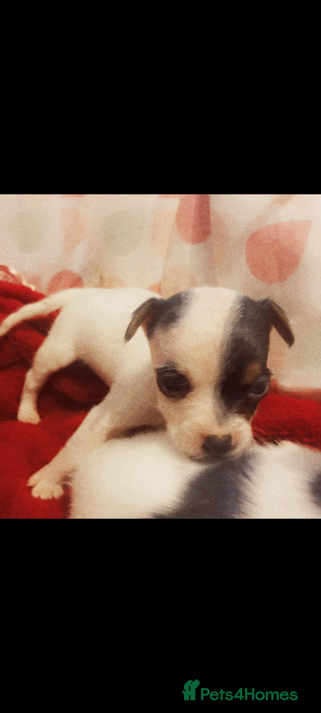 Jack Russell dogs for sale: Jack Russells  - Image 4
