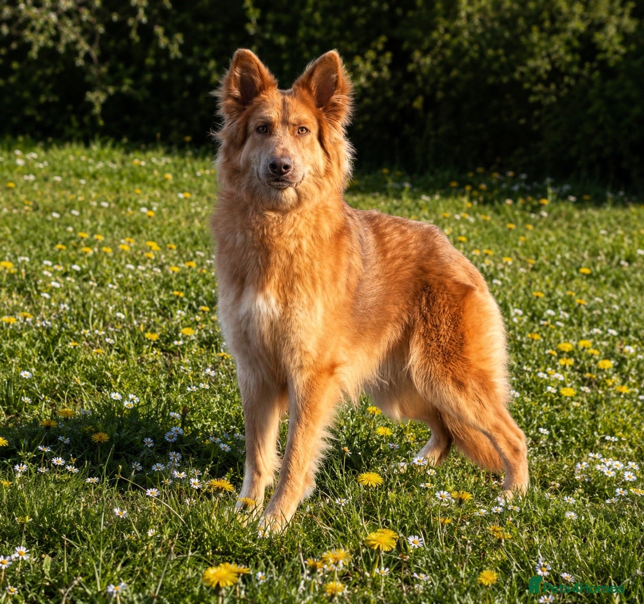 German Shepherd dogs KC REG ISABELLA AND TAN GSD GIRL 2 YEARS OLD✨ - Advert 1
