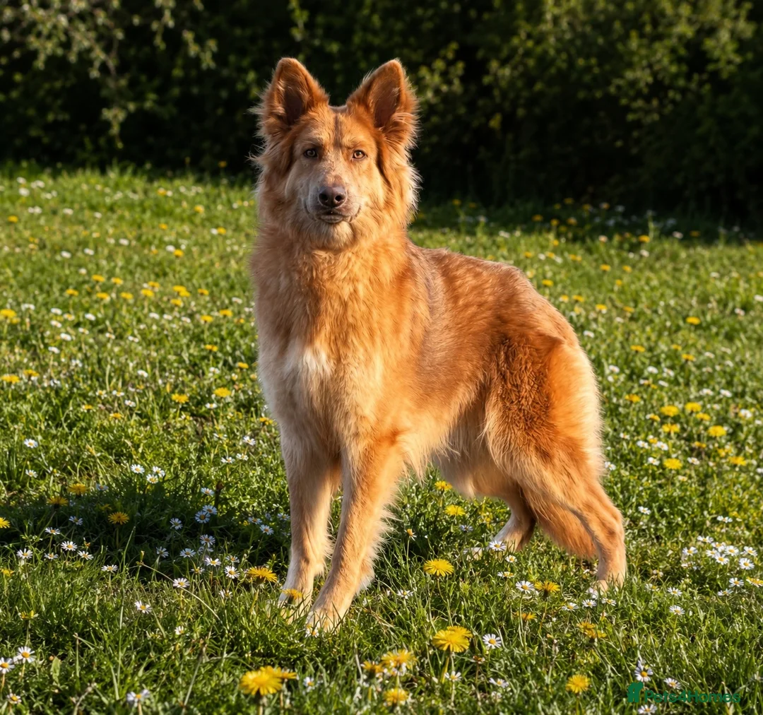 German Shepherd dogs for sale: KC REG ISABELLA AND TAN GSD GIRL 2 YEARS OLD✨ - Advert 2