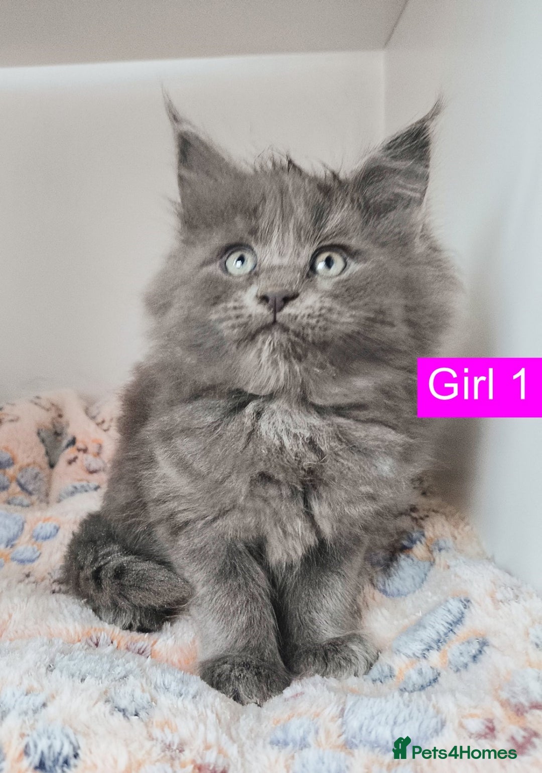 Maine Coon cats for sale: Blue Maine coon kittens + DNA health tested  - Advert 32