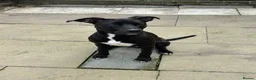 Mixed Breed dogs for sale: Staff x cane corso  - Advert 4