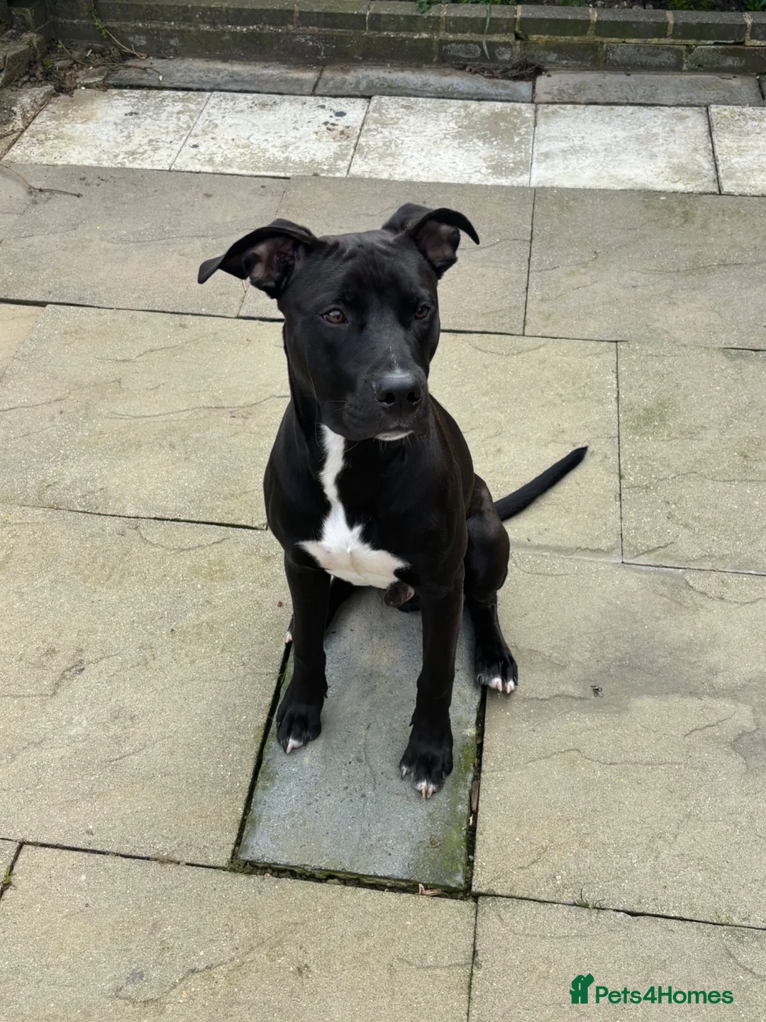 Mixed Breed dogs for sale: Staff x cane corso  - Advert 4