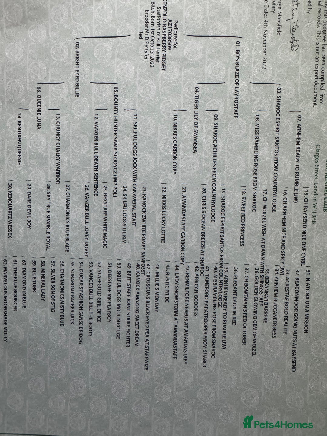 Staffordshire Bull Terrier dogs for sale: KC Staffordshire bull terrier puppies  - Advert 20