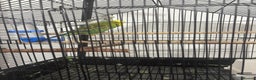 Budgerigars birds for sale: Cage whit 2 budgerigars - Advert 4