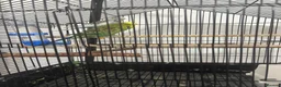 Budgerigars birds for sale: Cage whit 2 budgerigars - Advert 4