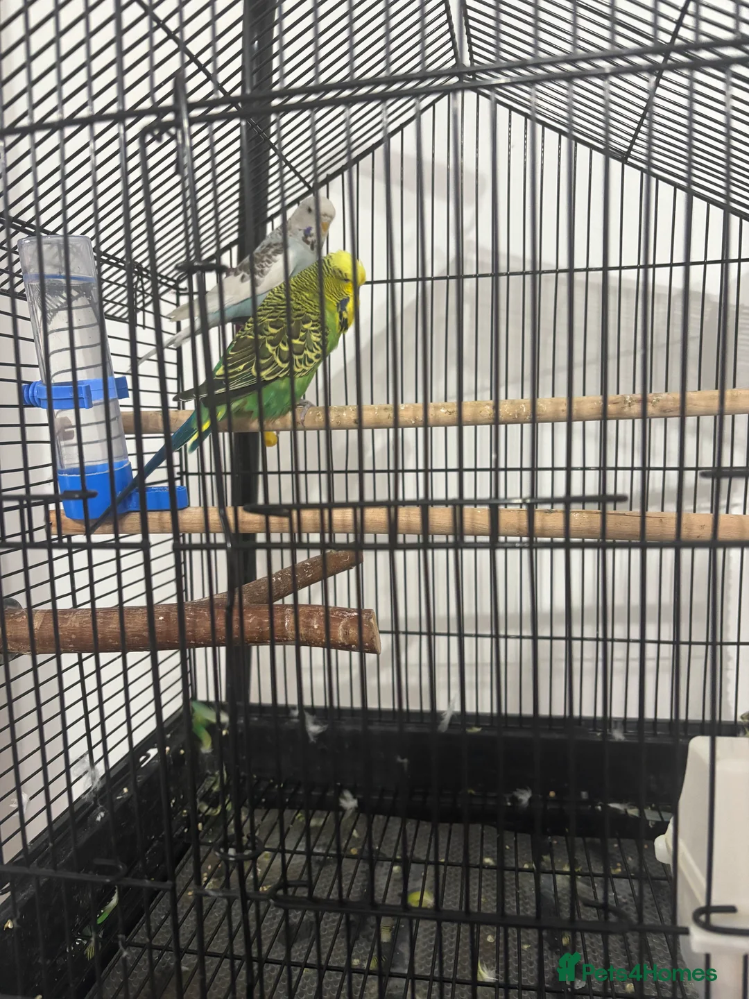 Budgerigars birds for sale: Cage whit 2 budgerigars - Advert 4