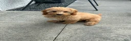 Cavapoo dogs for sale: Cavapoo Puppy in Aberdeen - Advert 6