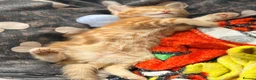 Mixed Breed cats for sale: Maine Coon X British shorthair  - Advert 12