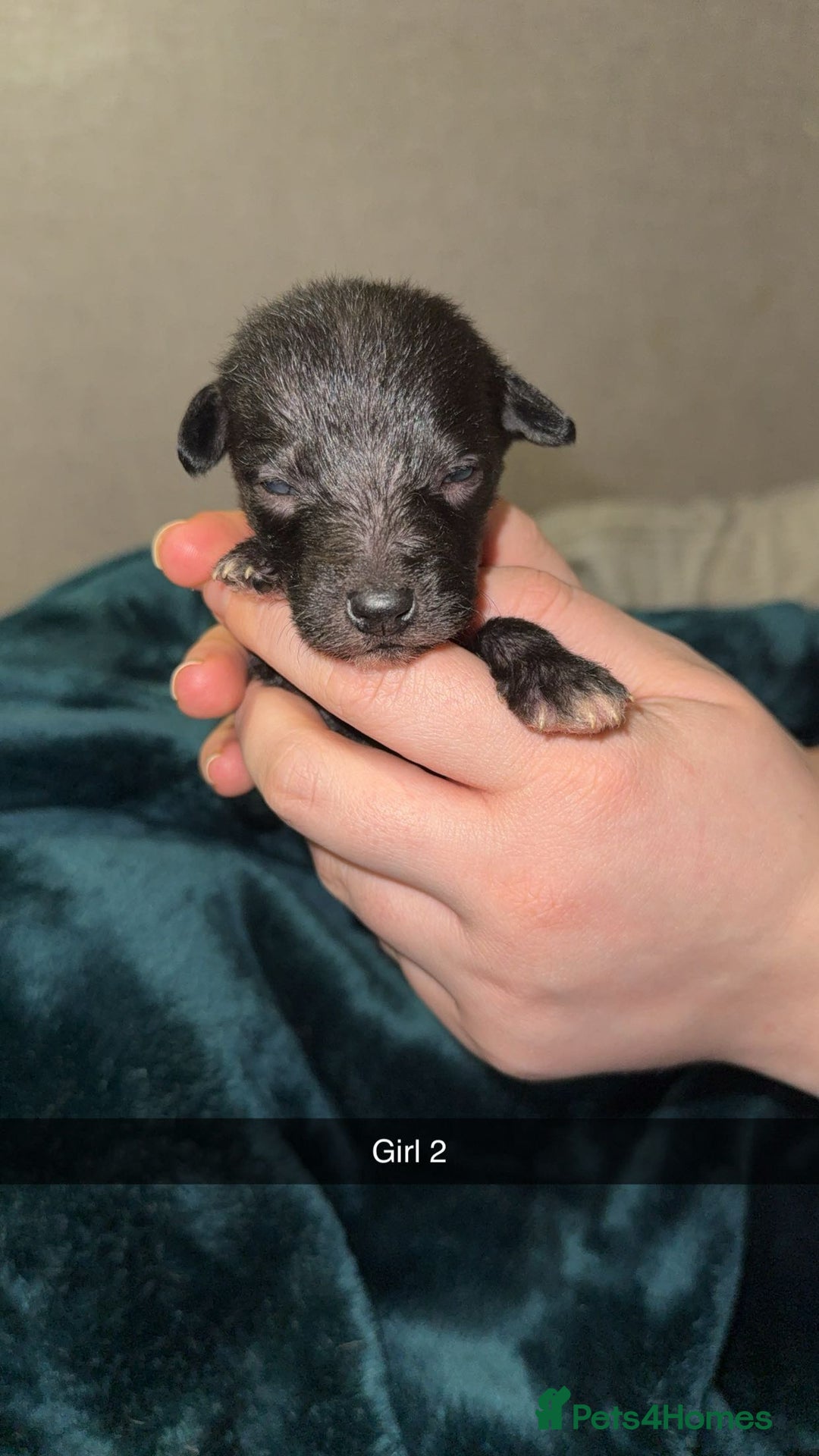 Lurcher dogs for sale: Bedding x whippet pups  - Advert 3